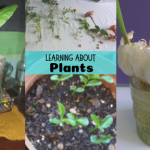 Learning about plants fb