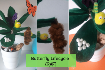Butterfly lifecycle fb