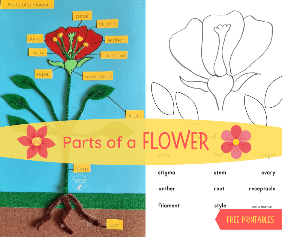 Parts of a Flower Craft Teach Me Mommy